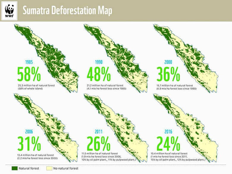 スマトラ島の森林率（森林面積の割合）の推移