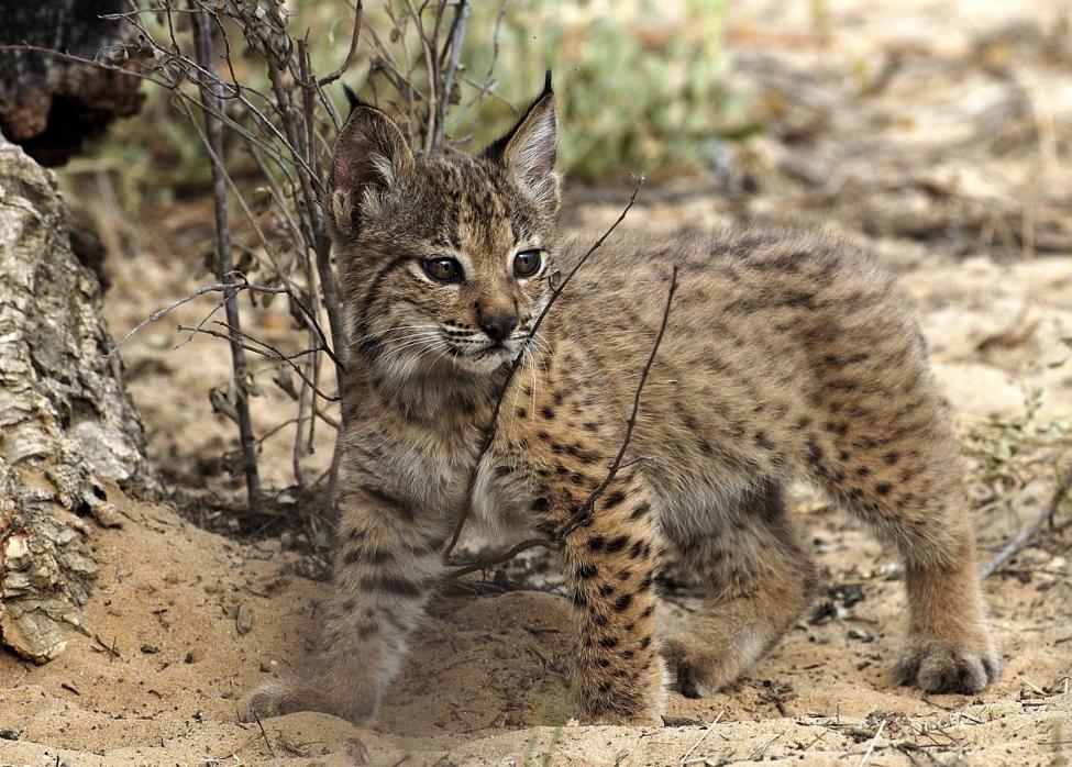 スペインオオヤマネコ@Photo credit: The Iberian Lynx Ex situ Conservation Programme